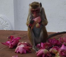 Sredica cveta gre v slast